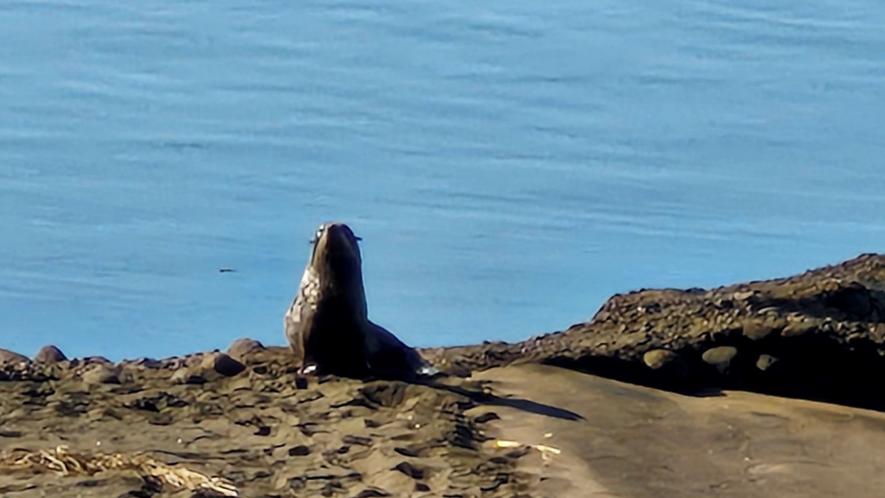 Photo of Others in Kawhia