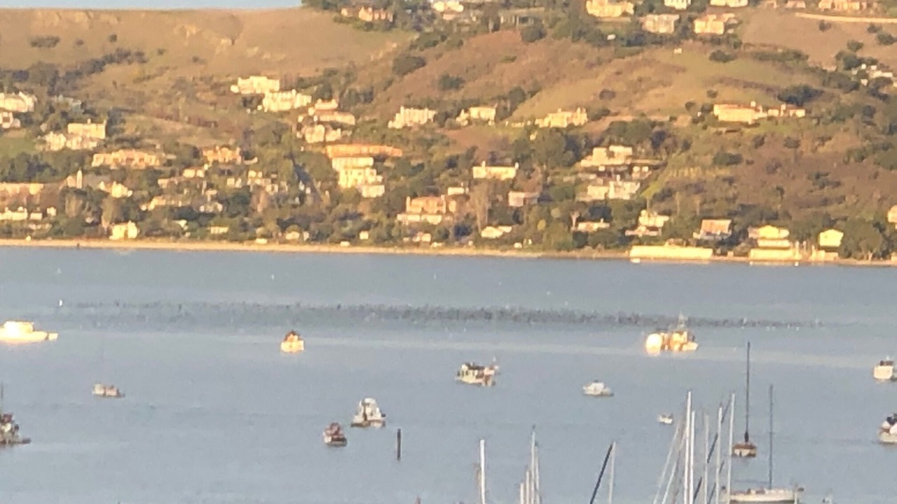 Photo of Others in Sausalito