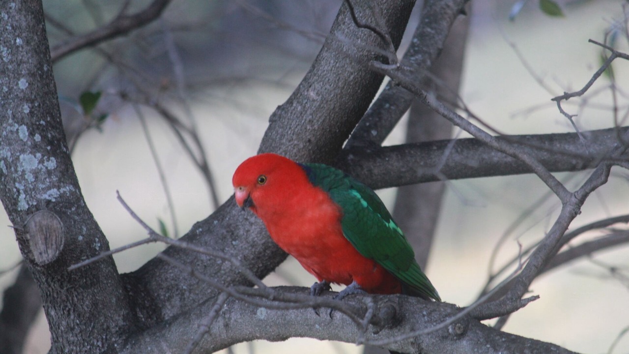 Photo of Others in Grose Vale