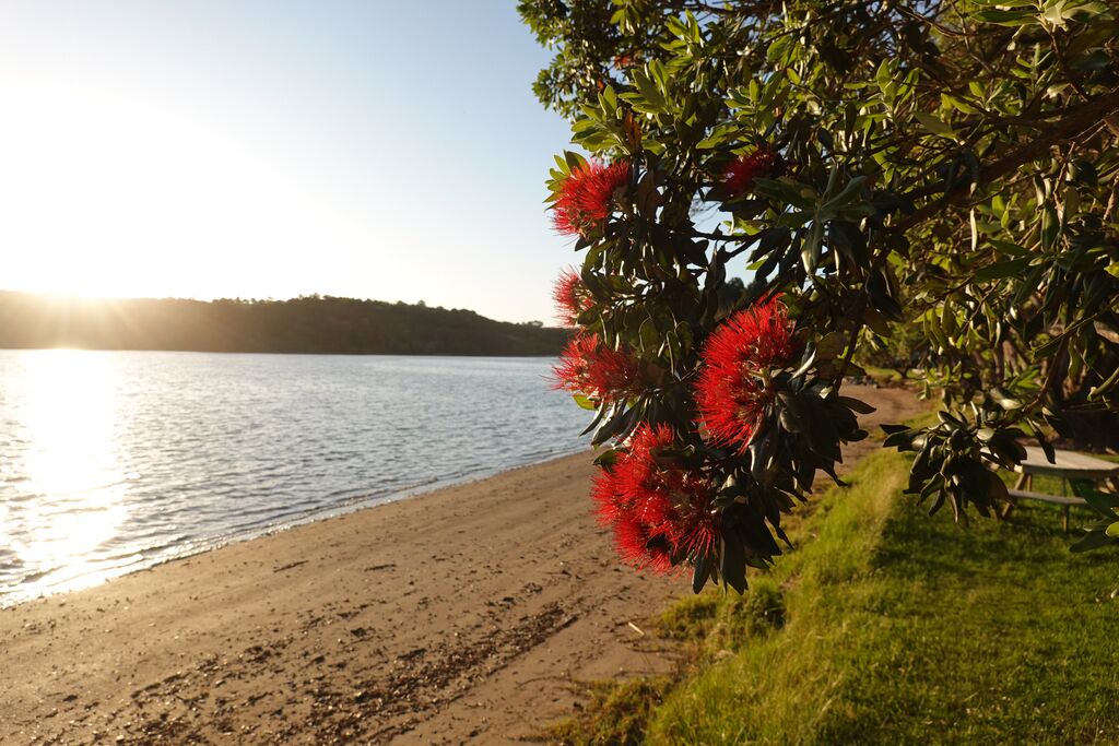 Photo of Others in Tawharanui