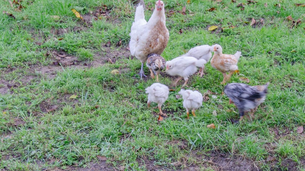 Photo of Others in Brevonnes