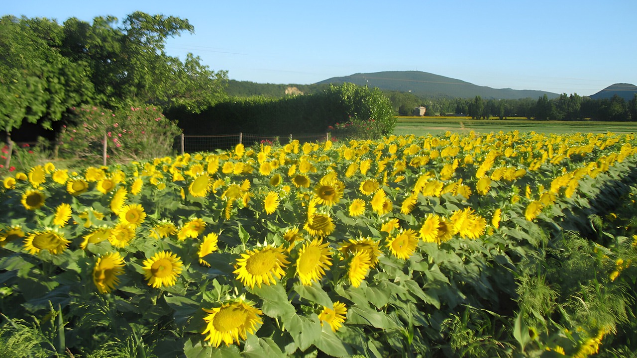 Photo of Others in Sauzet