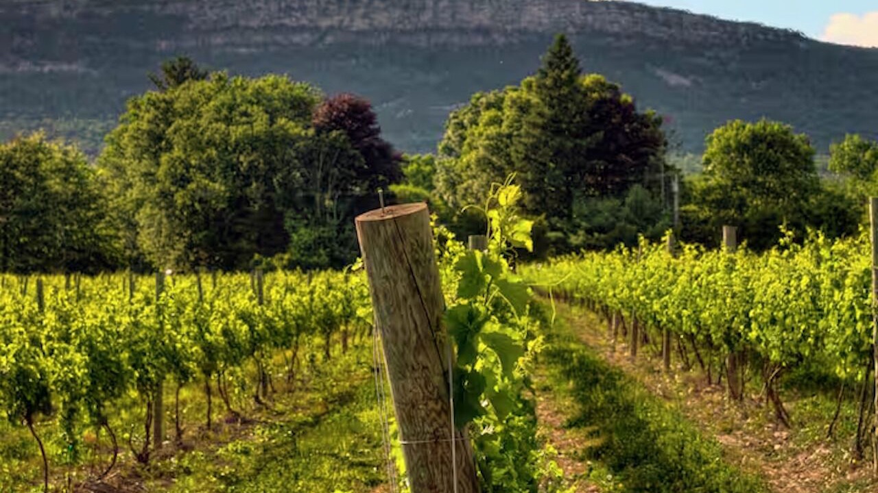 Photo of Others in Ellenville