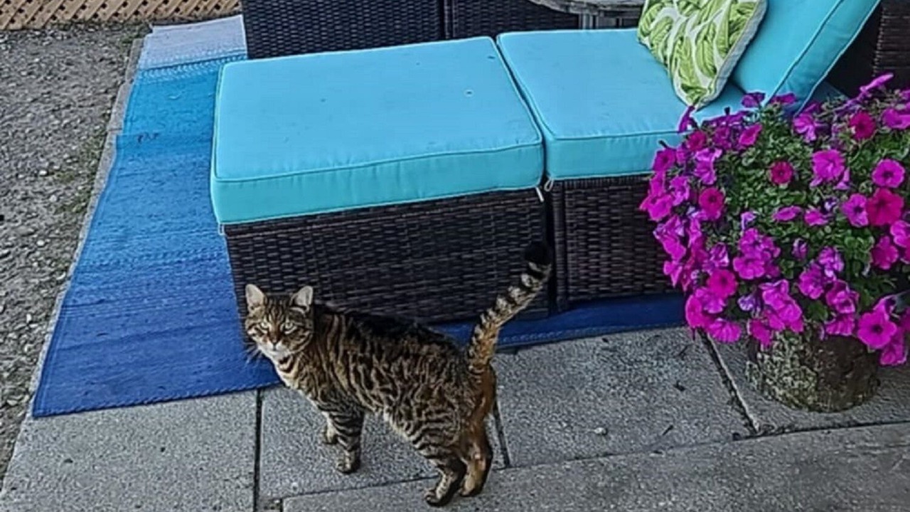 Photo of Patio Balcony in West Elgin