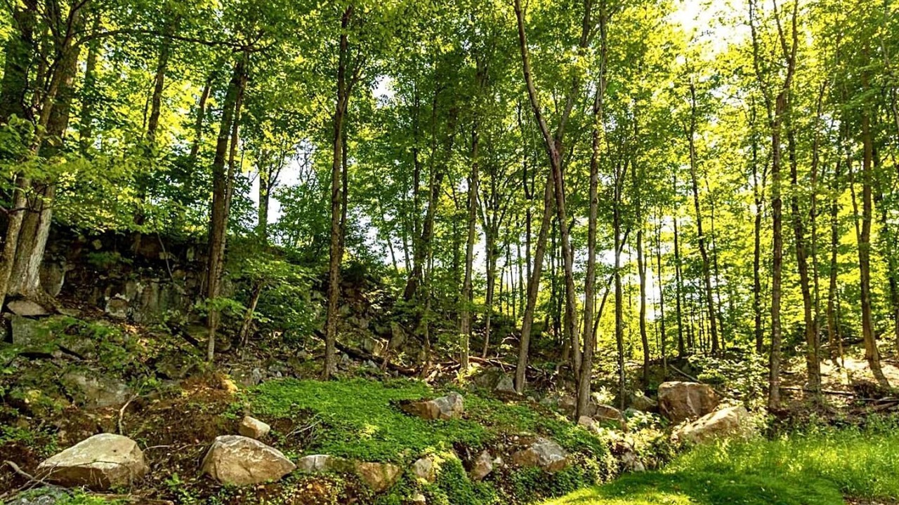 Photo of Others in Pine Hill