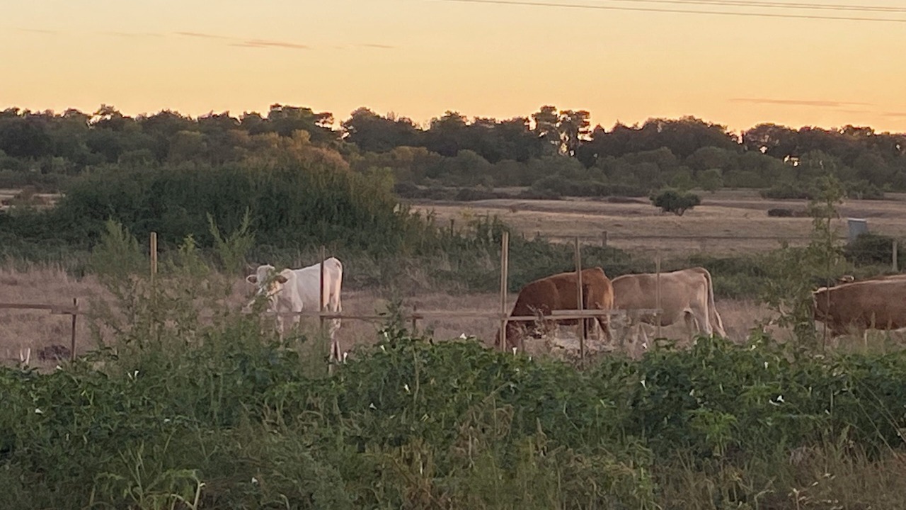 Photo of Others in Marennes