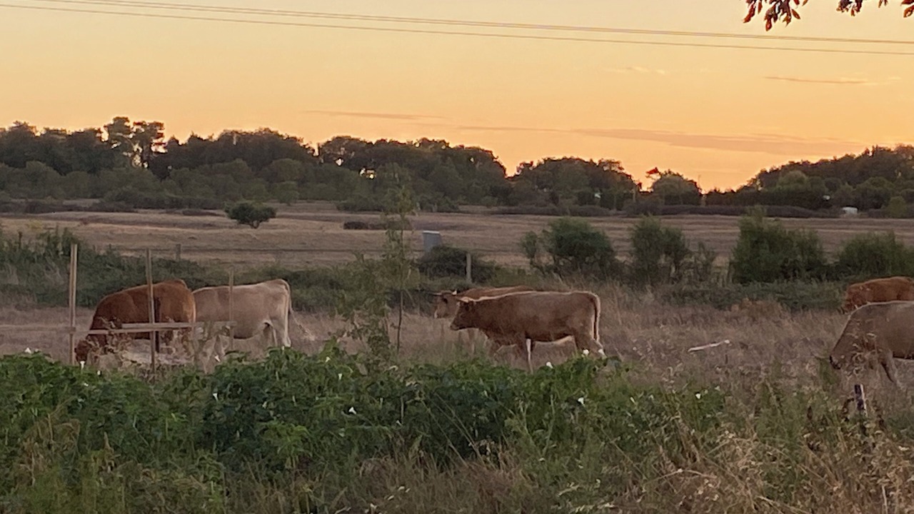 Photo of Others in Marennes