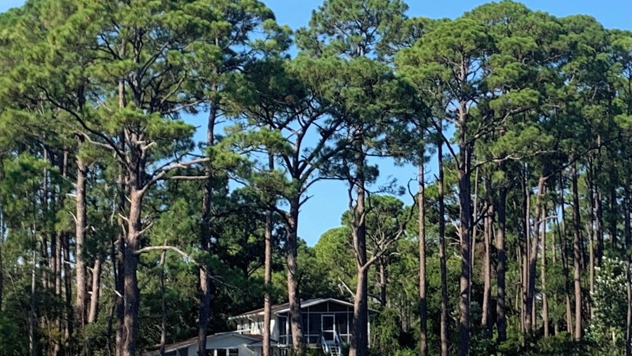 Photo of Outdoor in Alligator Point