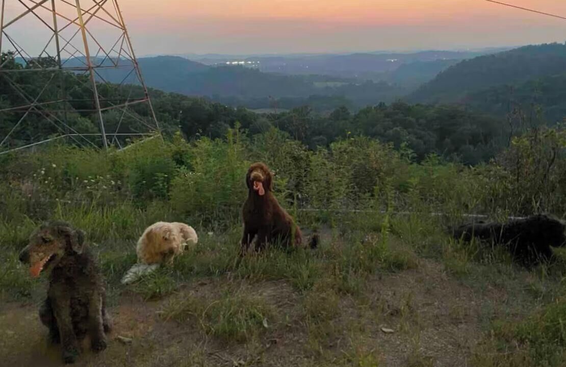 Photo of Others in Johnson City