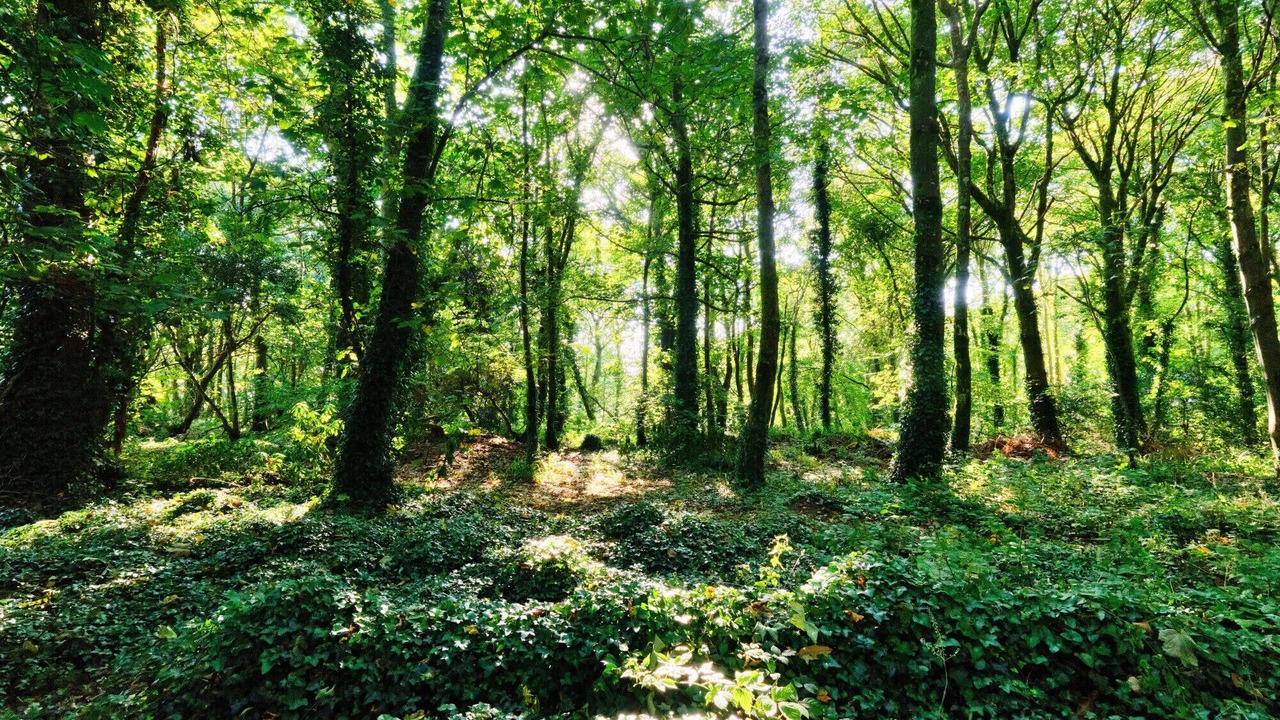 Photo of Others in Lelant