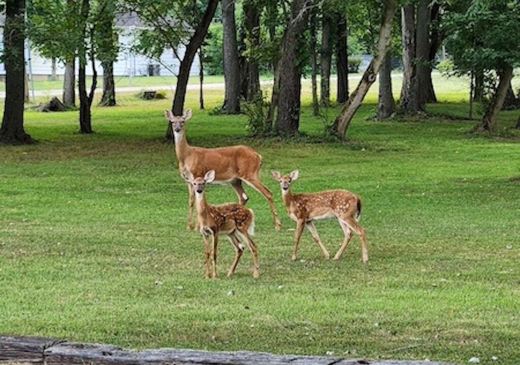 Photo of Others in Fairview Park