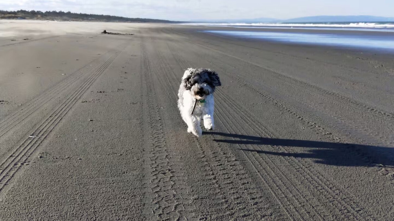 Photo of Others in Kaiapoi