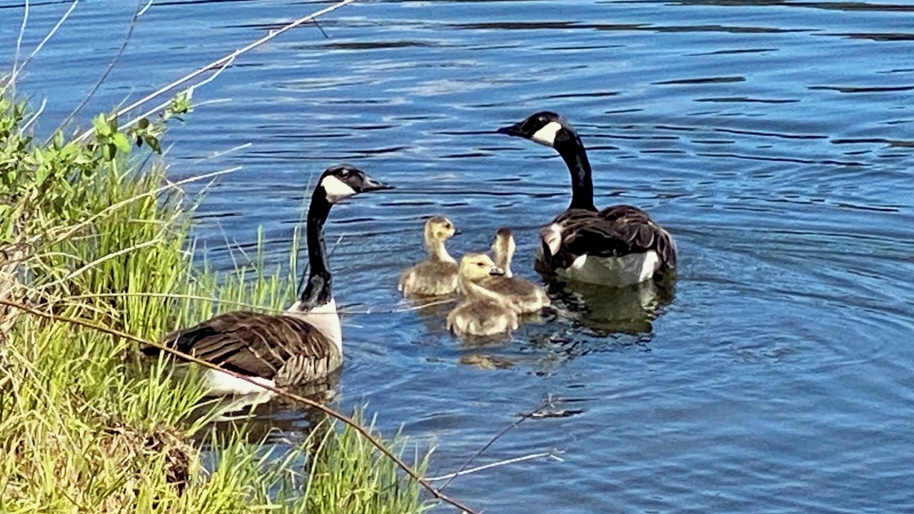 Photo of Others in Fly Creek
