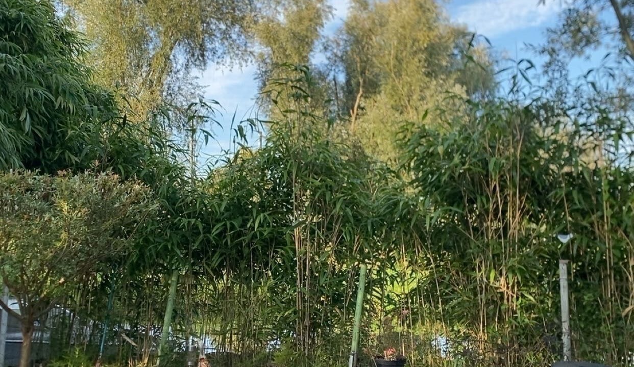 Photo of Outdoor in Salperwick