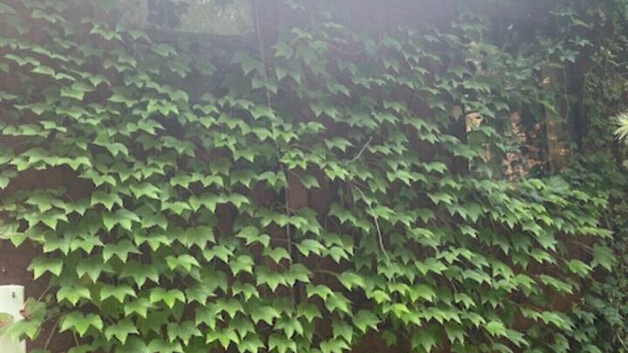 Photo of Outdoor in Marblemount