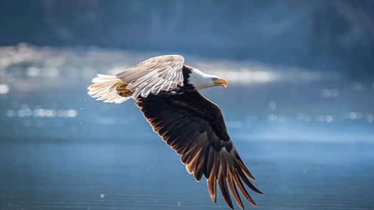 Photo of Others in Marblemount