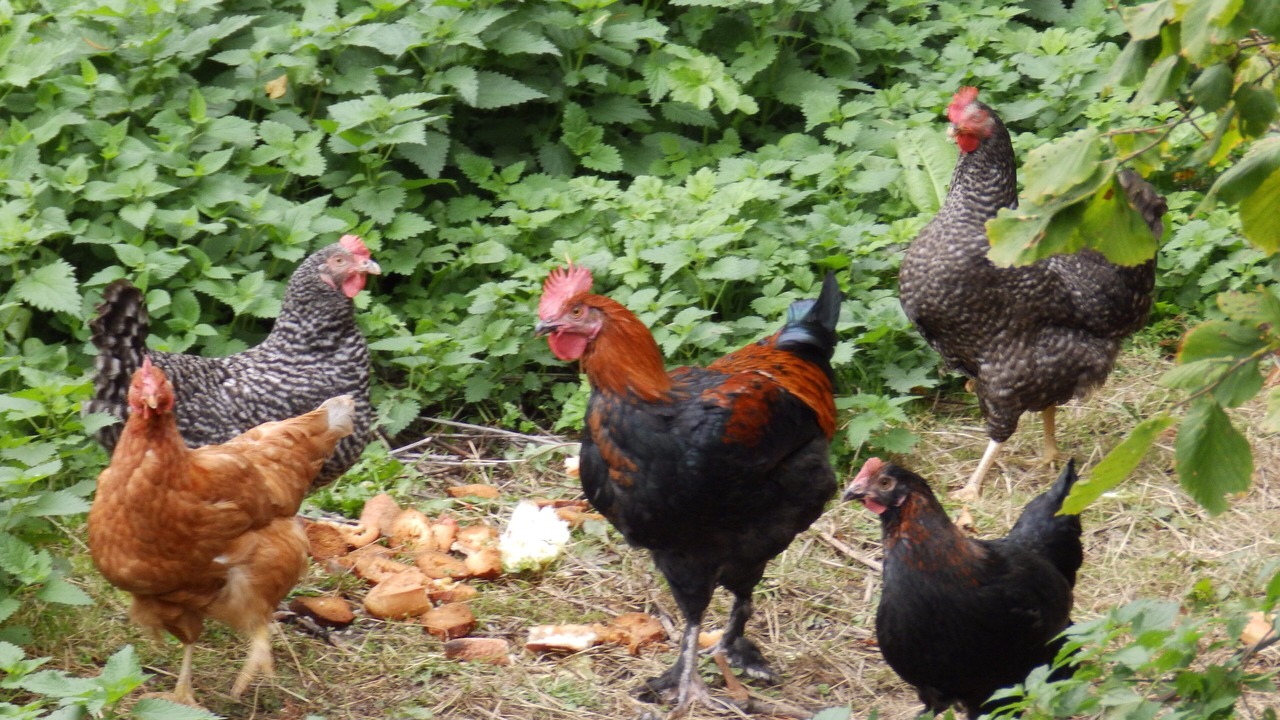 Photo of Others in Le Bouillon