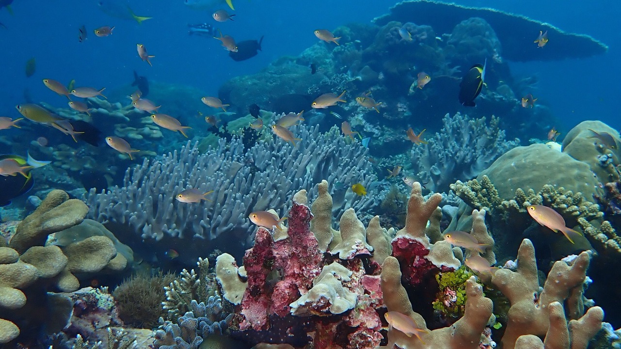 Photo of Outdoor in Raja Ampat