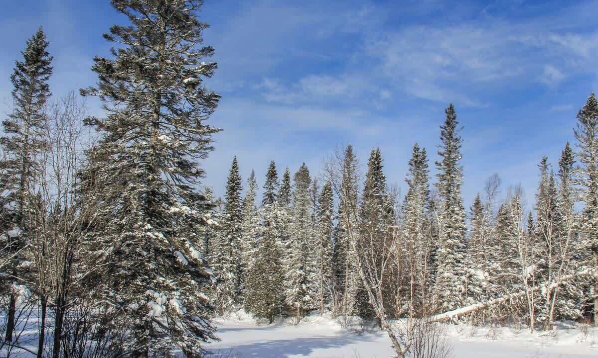 Photo of Others in Saint-David-de-Falardeau