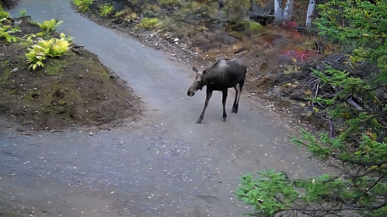 Photo of Others in Susitna North