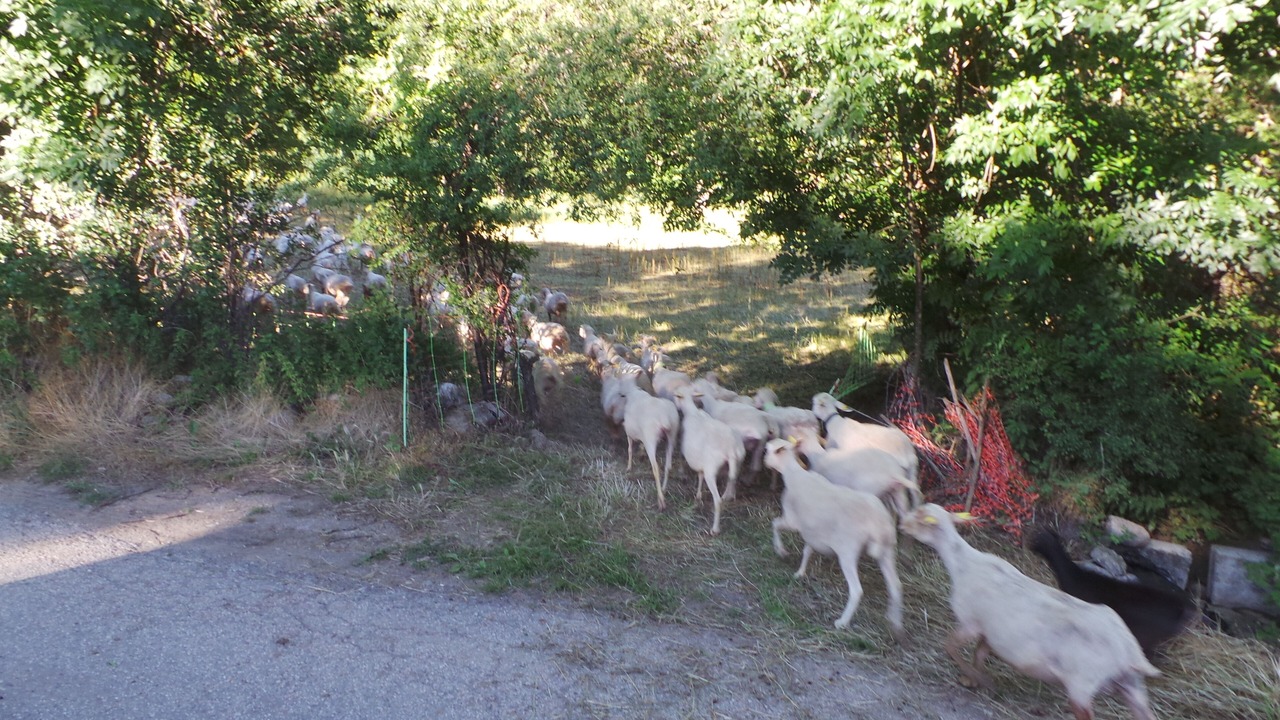 Photo of Others in Bellver de Cerdanya