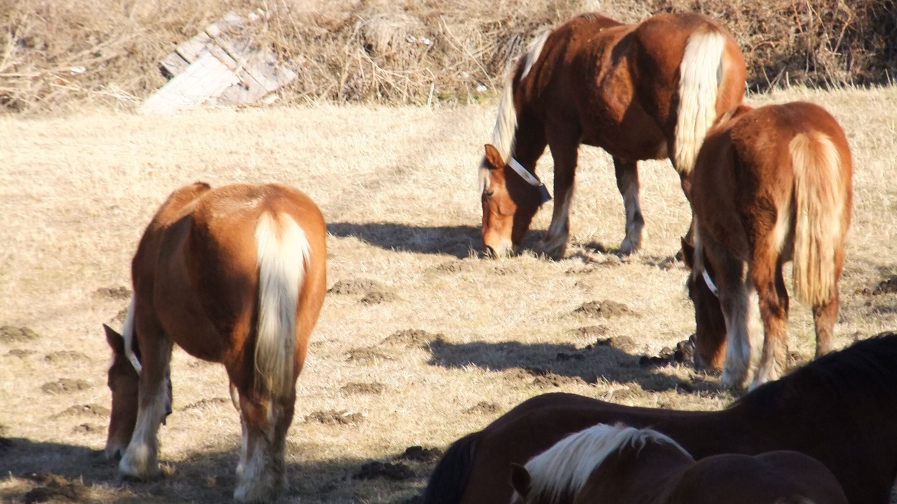 Photo of Others in Bellver de Cerdanya