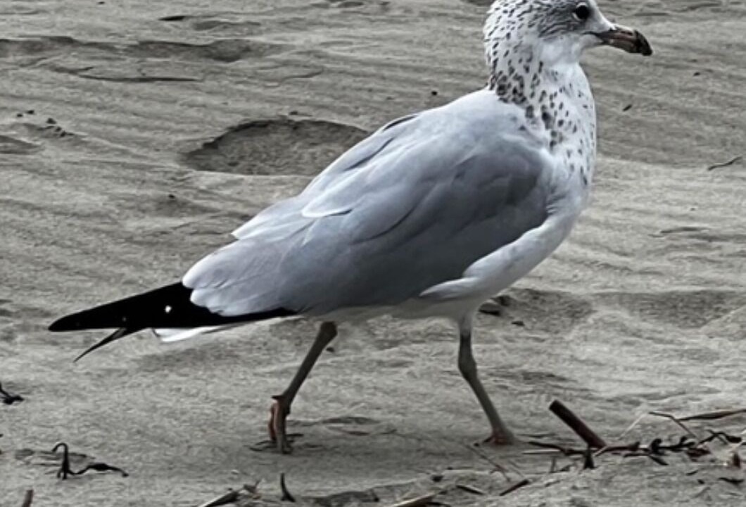 Photo of Others in Boothbay