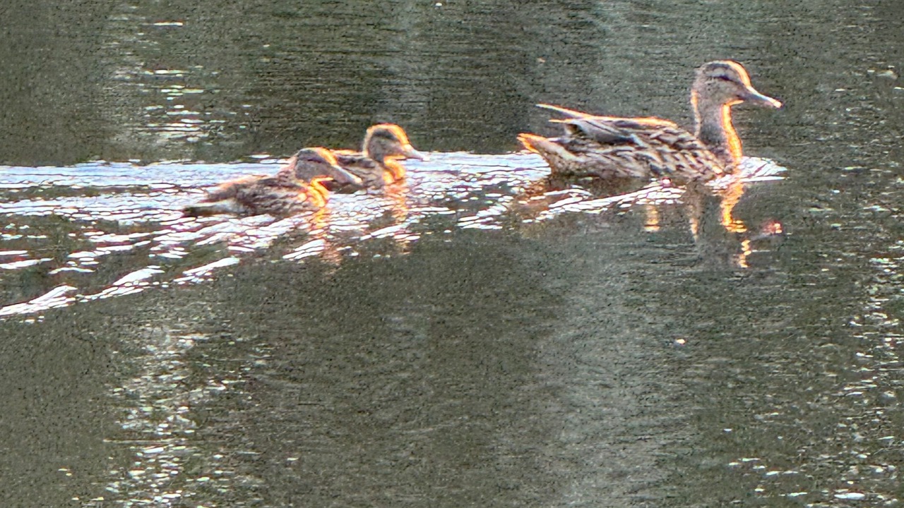 Photo of Others in Boothbay