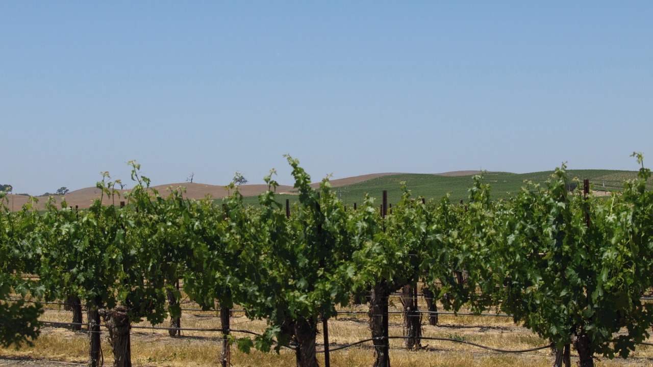 Photo of Others in Snail