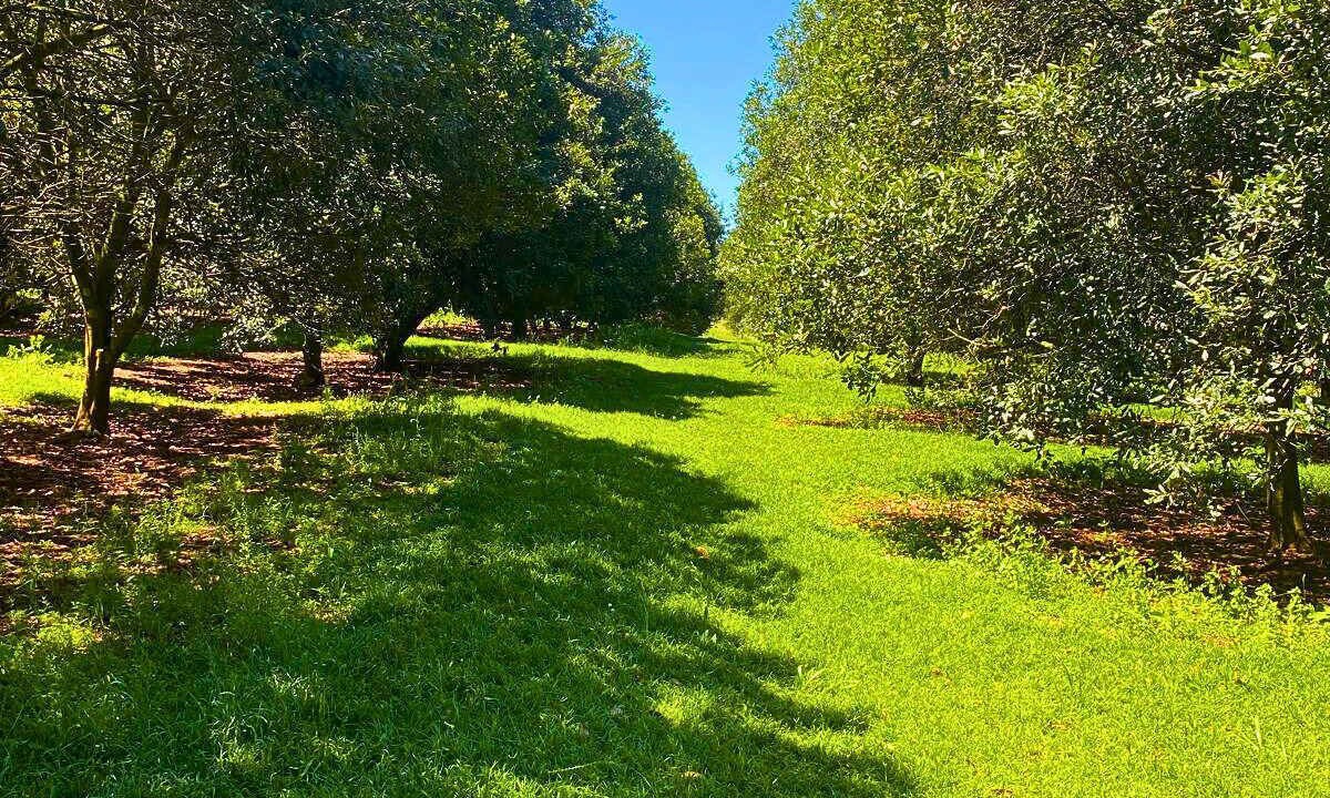 Photo of Others in Numulgi