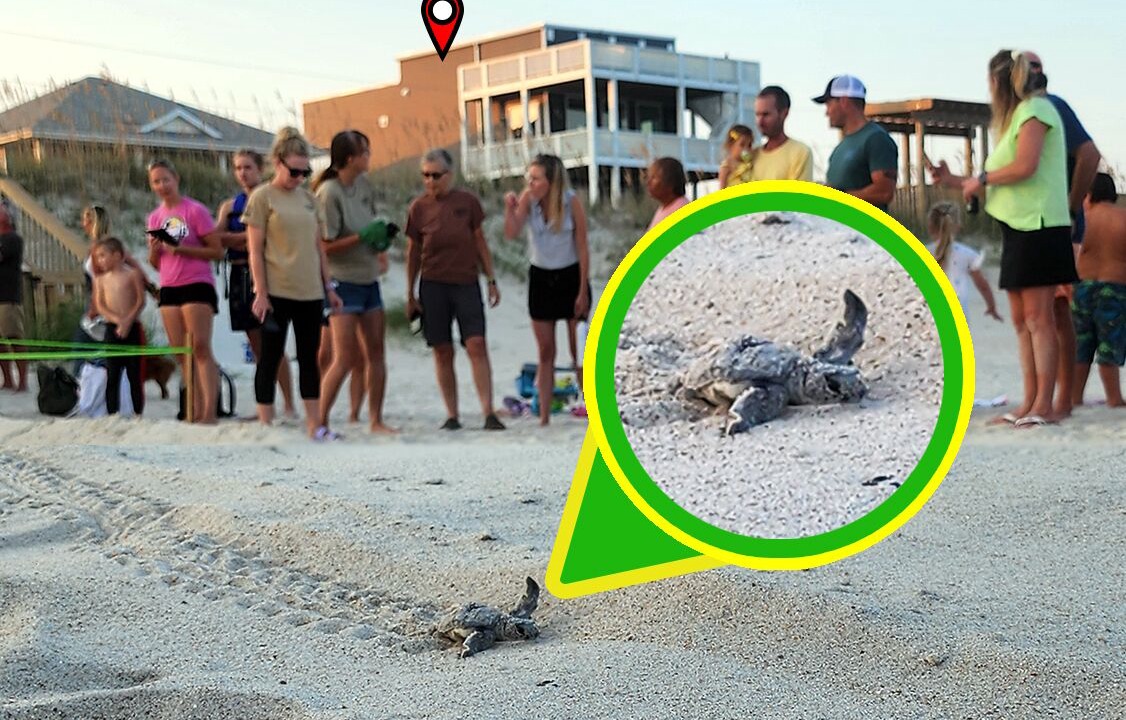 Photo of Others in Surf City