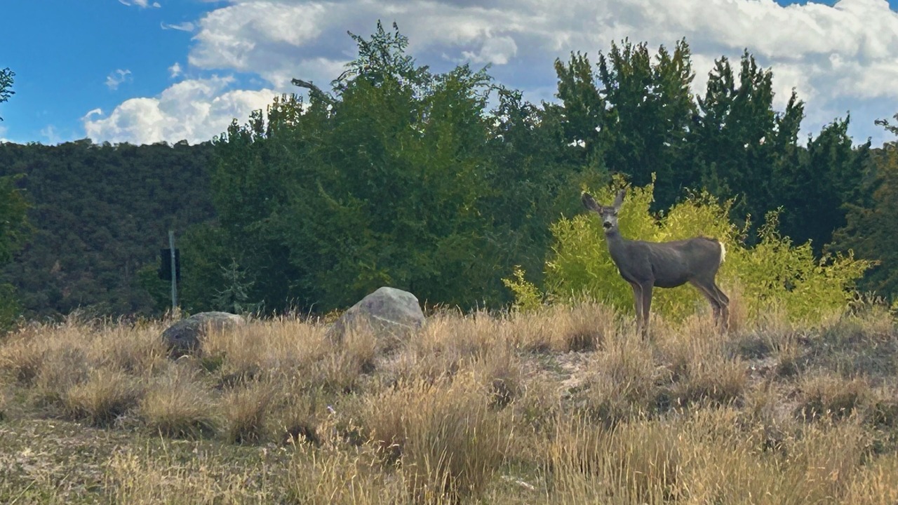 Photo of Others in Cedaredge