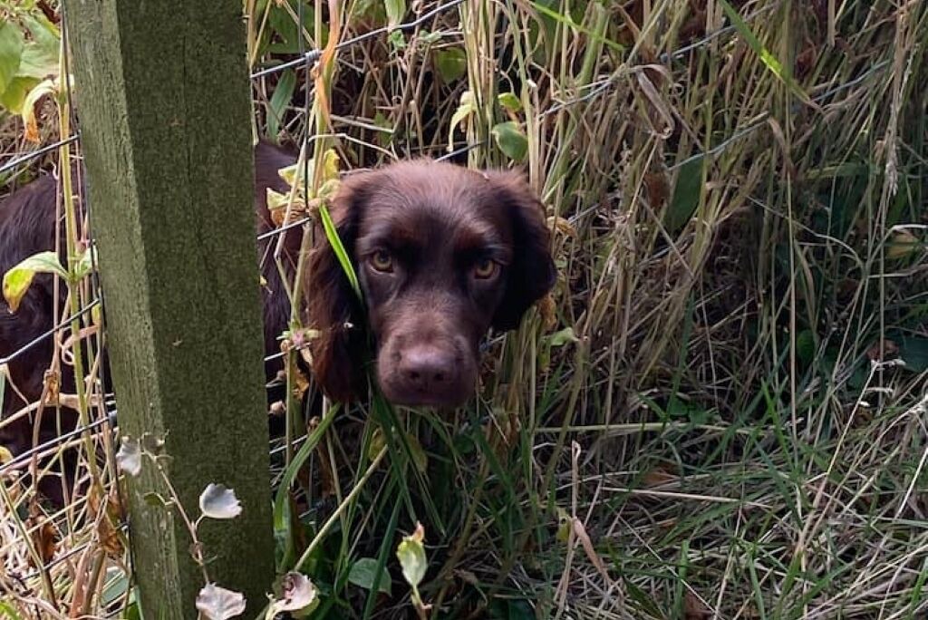 Photo of Others in Forfar