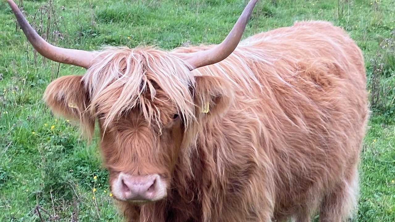 Photo of Others in Forfar