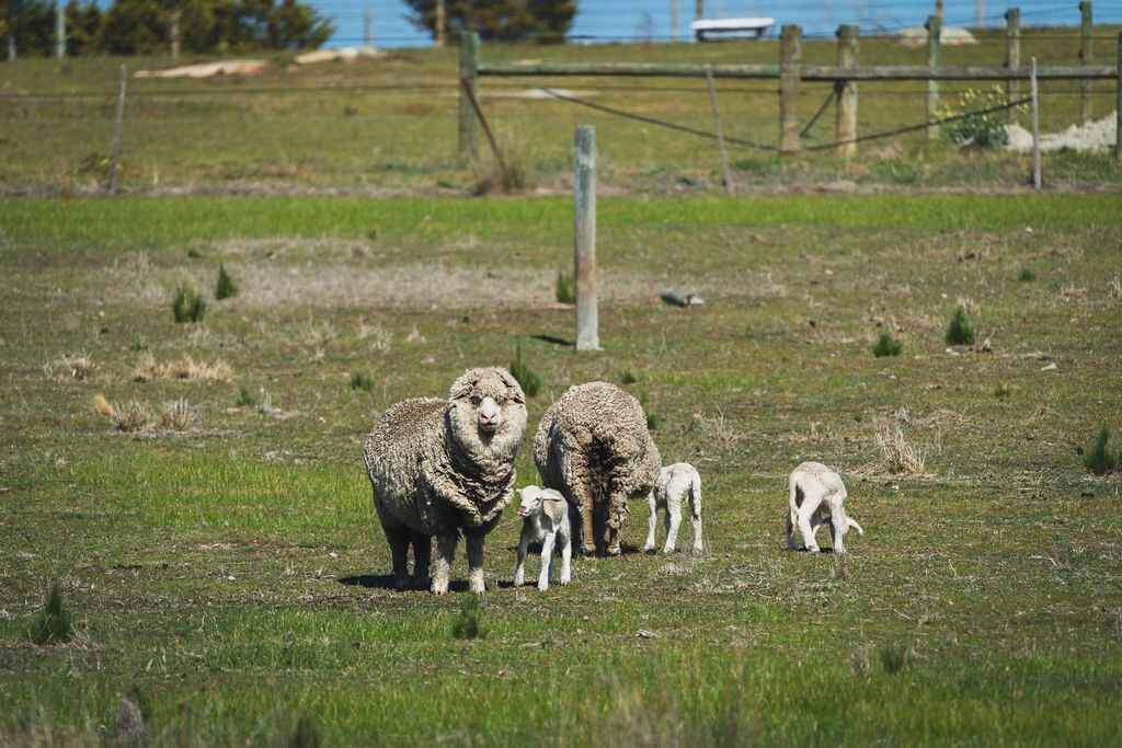 Photo of Others in Balliang