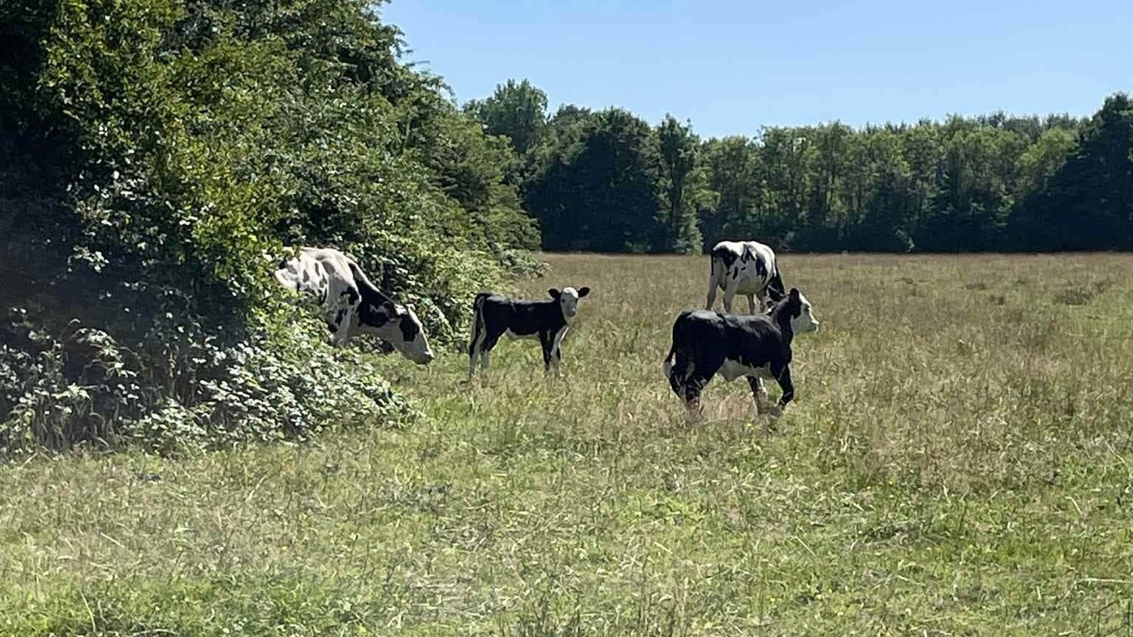 Photo of Others in Landouzy-la-Ville