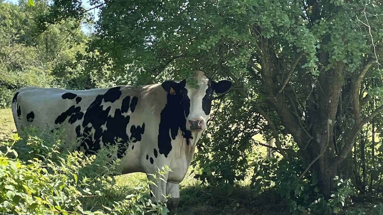 Photo of Others in Landouzy-la-Ville