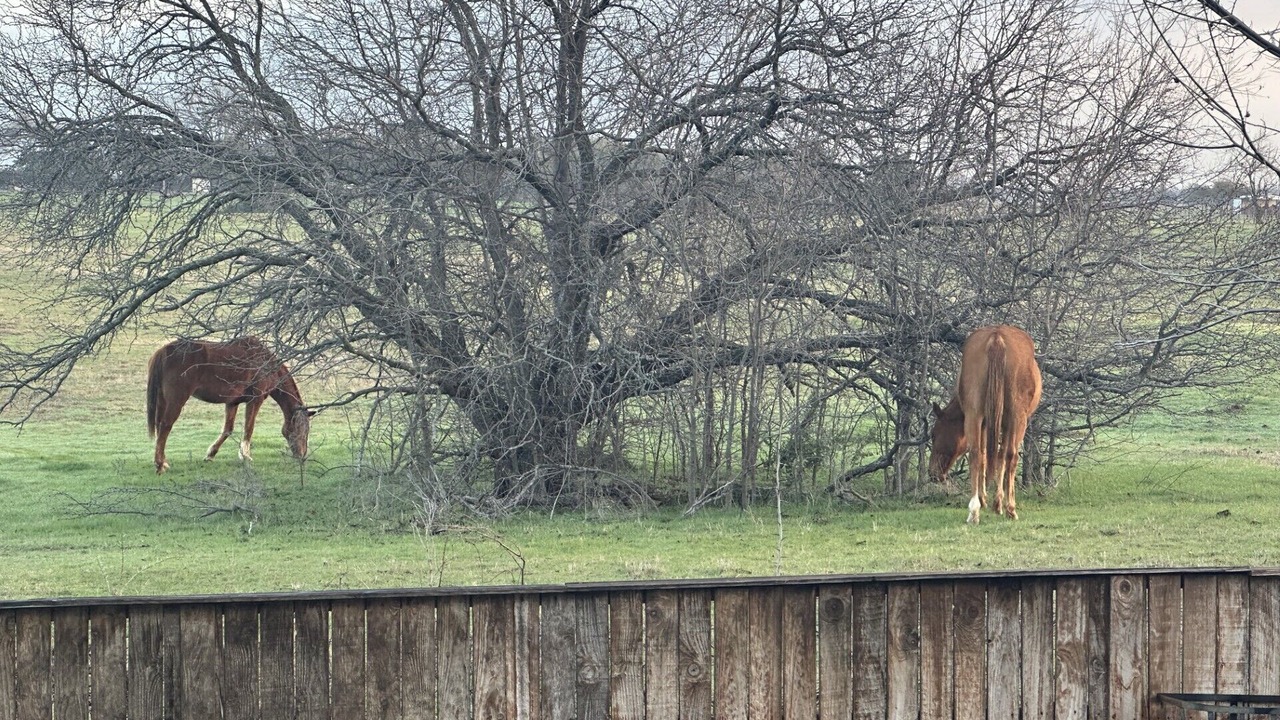 Photo of Others in Little Elm