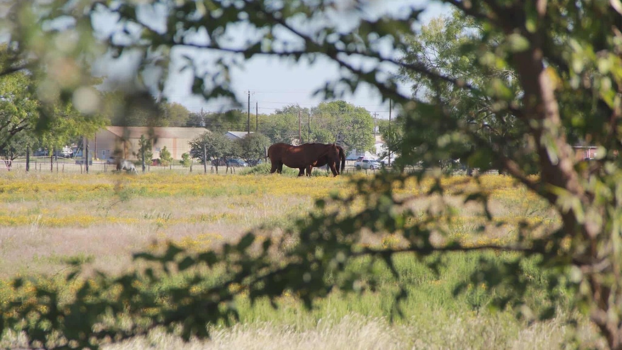 Photo of Others in Little Elm