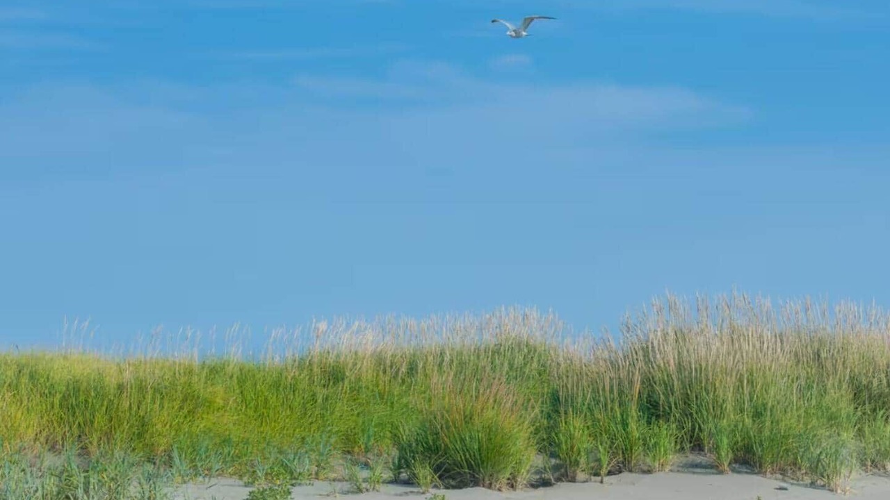 Photo of Others in Ocean Shores