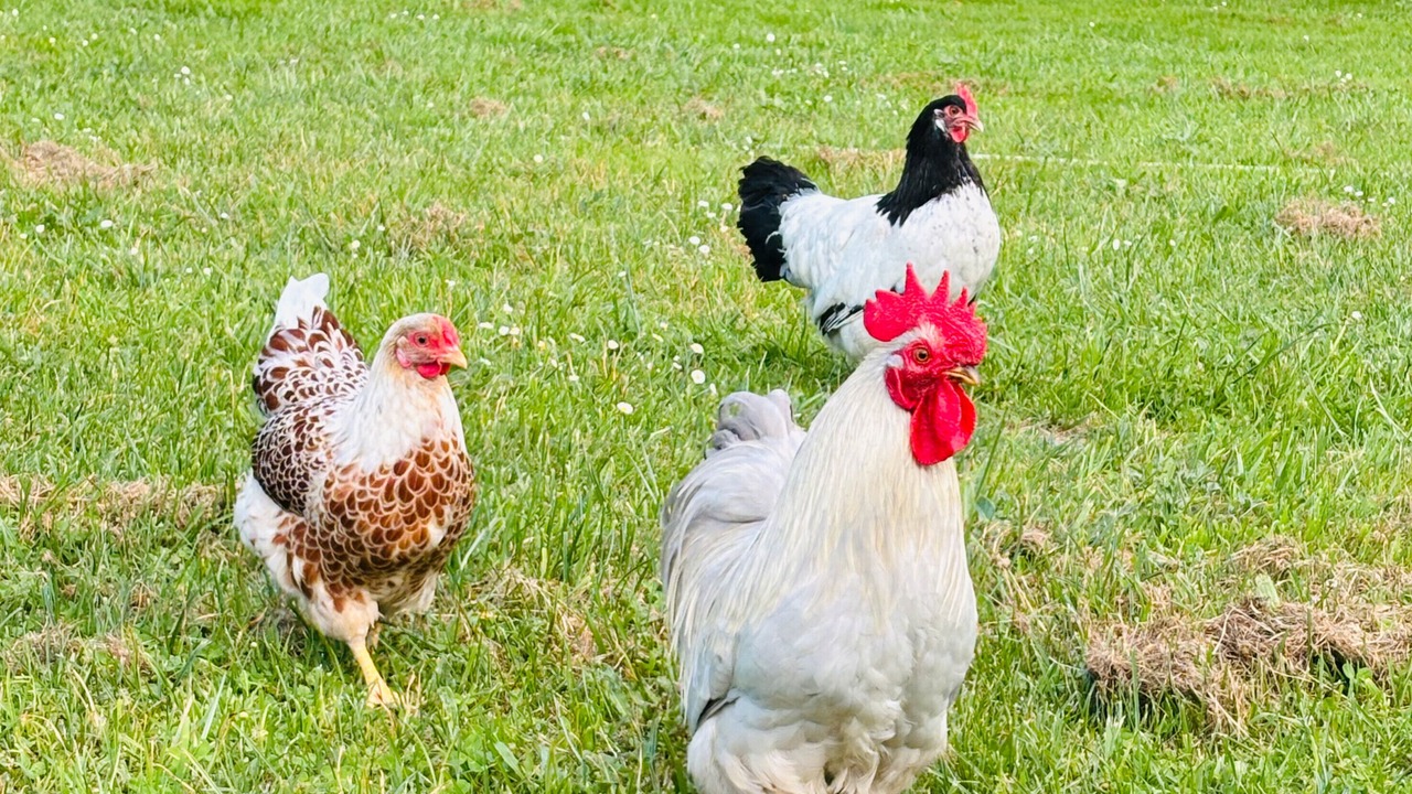 Photo of Others in Mazeres