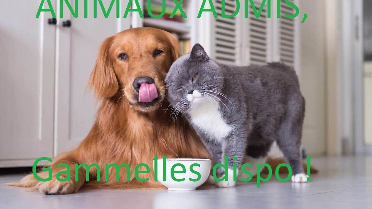 Photo of Others in Carcassonne