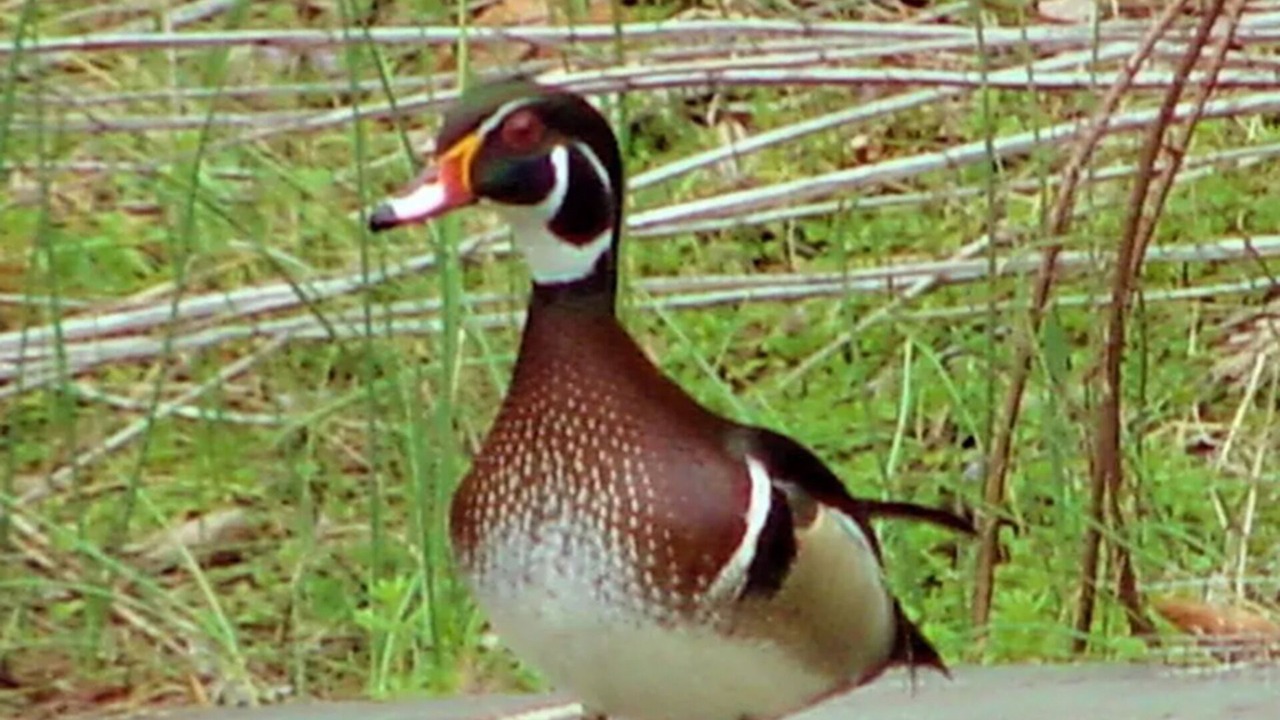 Photo of Others in Phoenixville