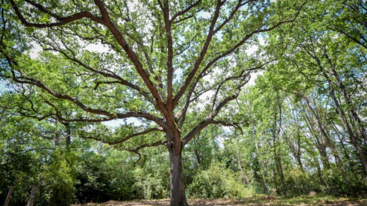 Photo of Outdoor in Azille