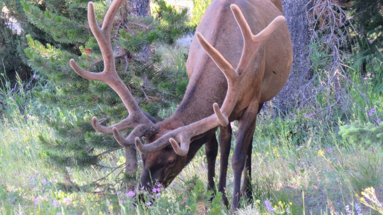 Photo of Others in Star Valley Ranch