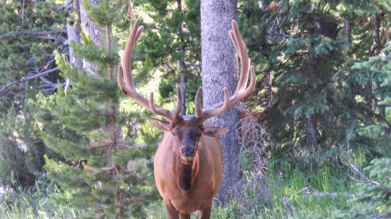 Photo of Others in Star Valley Ranch