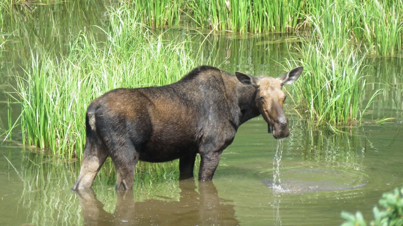 Photo of Others in Star Valley Ranch