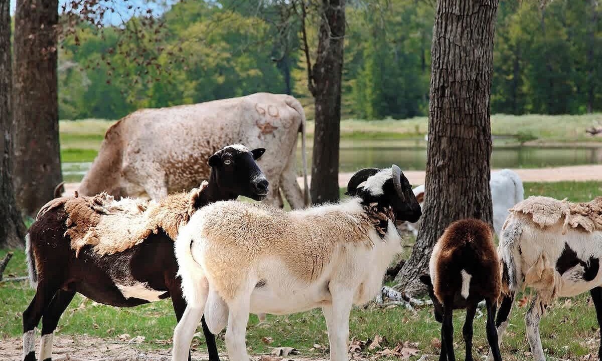 Photo of Others in Centerville