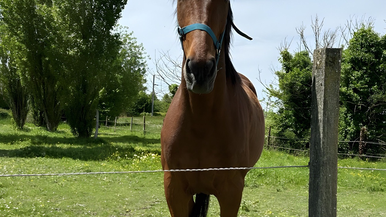 Photo of Others in La Fresnais