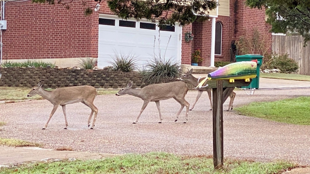 Photo of Outdoor in Morgans Point Resort